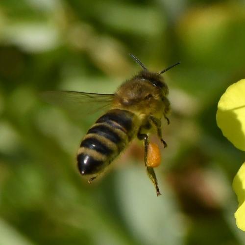 Réf. 224 775 : Apis mellifera